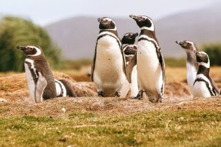 Pingwiny Dalekiego Południa: Falklandy, Georgia Południowa i Antarktyda