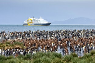Falklandy i Georgia Południowa: 20-dniowa Przygoda z Dziką Przyrodą